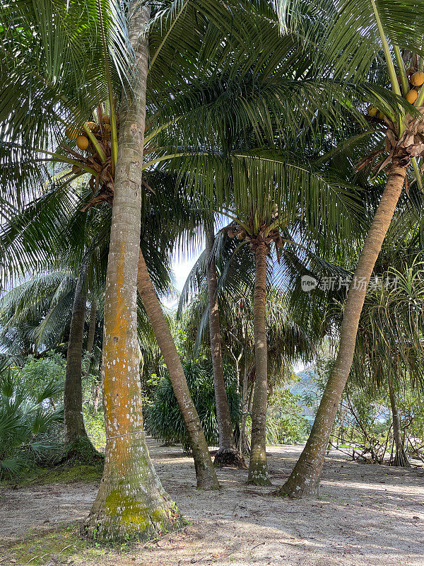 异国情调的国王椰子树(Cocos nucifera)与成群的椰子，棕榈叶和蓝天背景，阳光明媚的一天